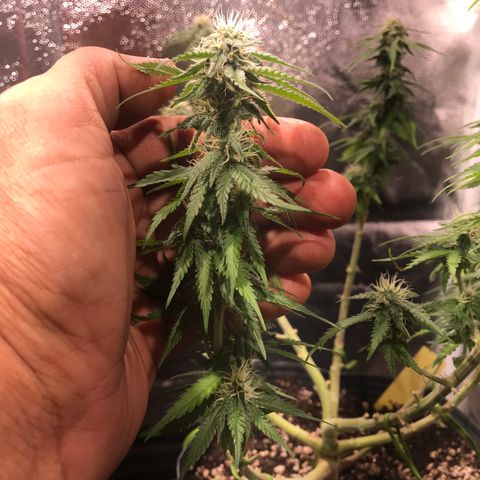 AK-47 Auto growlog photo: Floração recuperando do overfert