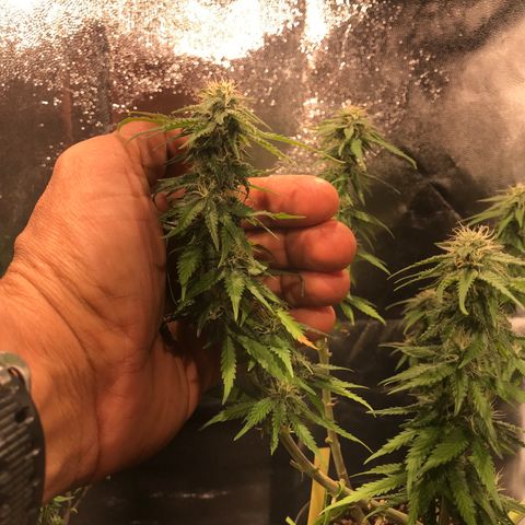 AK-47 Auto growlog photo: Floração recuperando do overfert