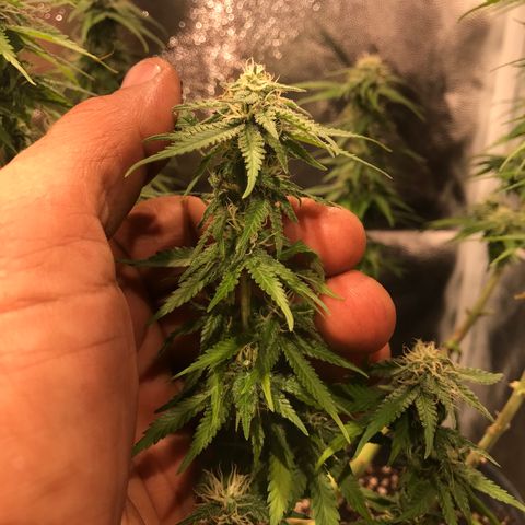 AK-47 Auto growlog photo: Floração recuperando do overfert