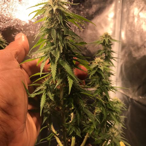AK-47 Auto growlog photo: Floração recuperando do overfert