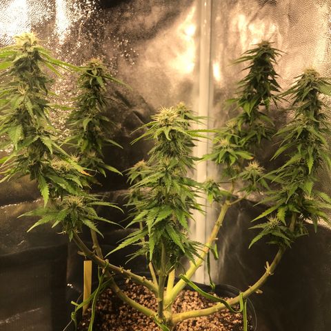 AK-47 Auto growlog photo: Floração recuperando do overfert