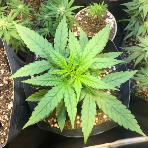 Jack Herer Master growlog photo: Pós transplante substrato SuperSoil BOOM imediato 