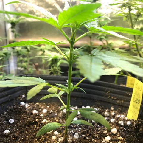 Jack Herer Master growlog timeline photo