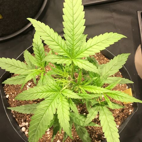 Jack Herer Master growlog photo: Poda e início treinamento manual 