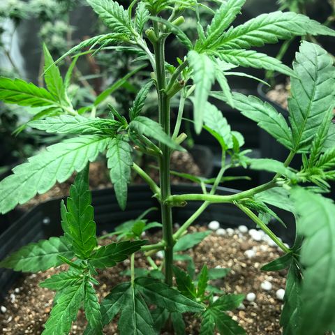 Jack Herer Master growlog photo: Poda e início treinamento manual 