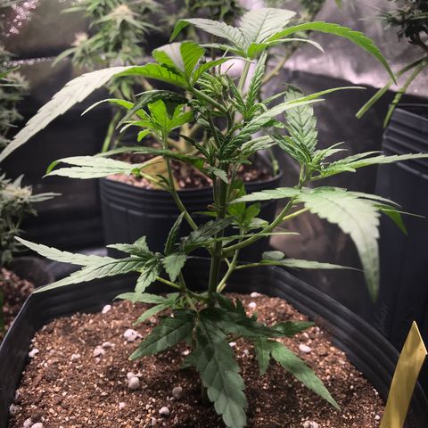 Jack Herer Master growlog photo: Poda e início treinamento manual 