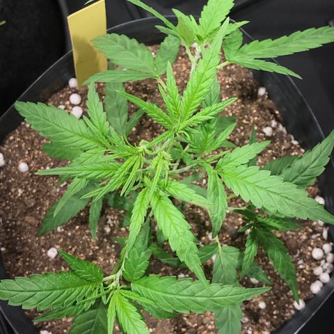 Jack Herer Master growlog photo: Poda e início treinamento manual 