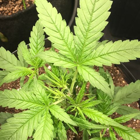 Jack Herer Master growlog photo: Poda e início treinamento manual 