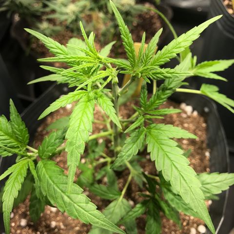 Jack Herer Master growlog photo: Poda e início treinamento manual 