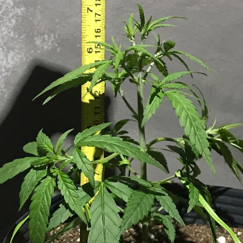Jack Herer Master growlog photo: Início das amarras 