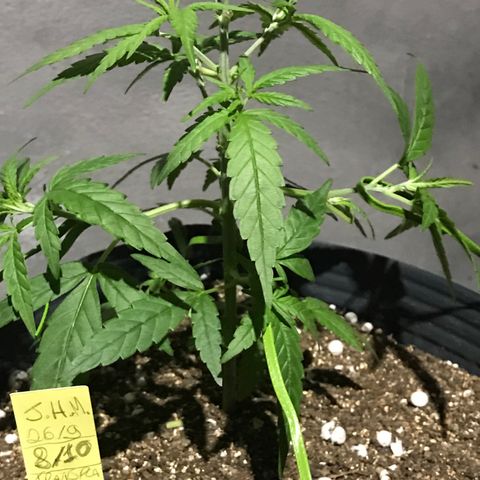 Jack Herer Master growlog photo: Início das amarras 