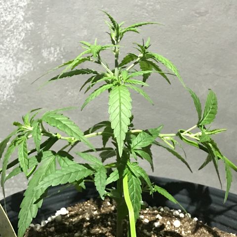 Jack Herer Master growlog photo: Início das amarras 