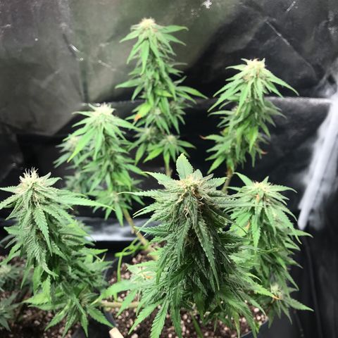 AK-47 Auto growlog timeline photo