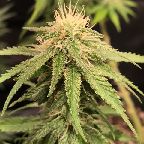 AK-47 Auto growlog photo: Top AK47