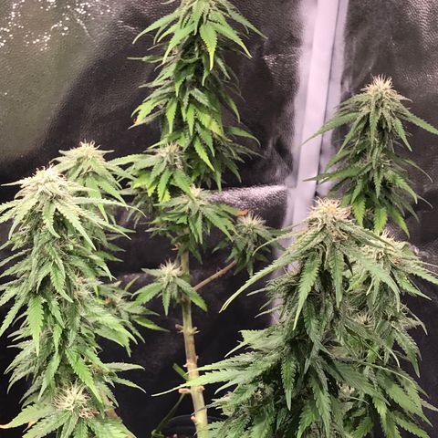 AK-47 Auto growlog photo: Resinando 5ª semana 
