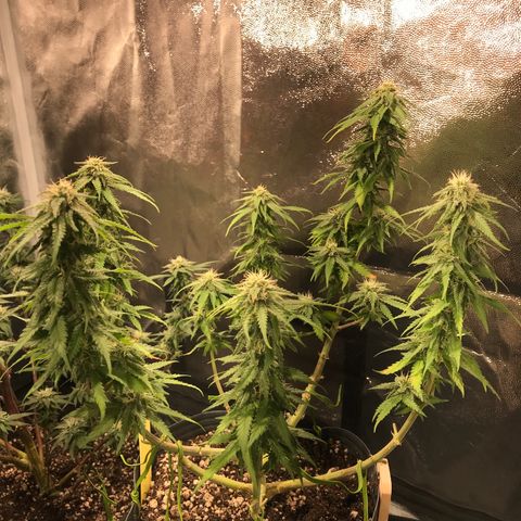 AK-47 Auto growlog photo: 7 top bud
