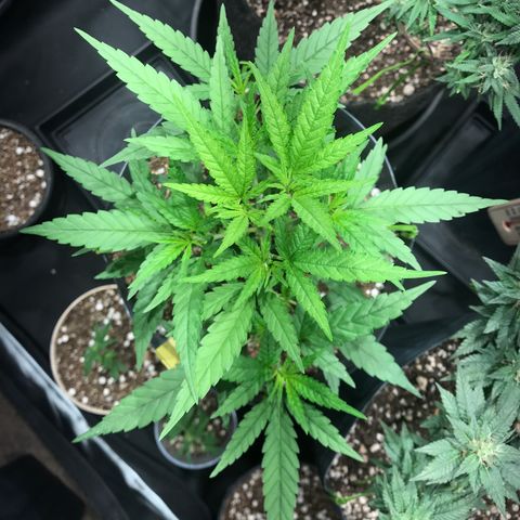 Jack Herer Master growlog photo: Folhas criando sombra 