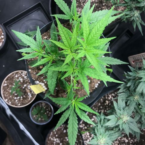 Jack Herer Master growlog photo: Pós poda.