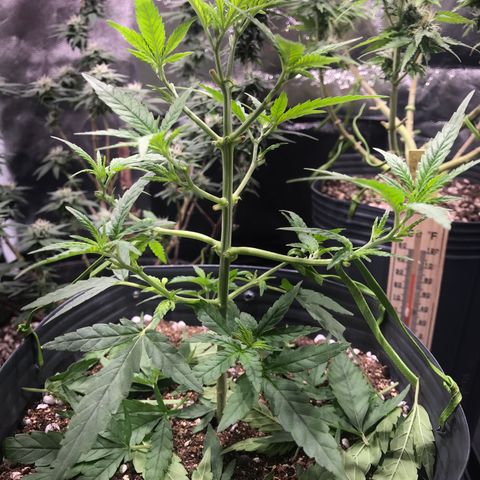 Jack Herer Master growlog photo: Pós poda