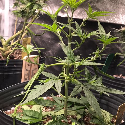 Jack Herer Master growlog photo: Pós poda