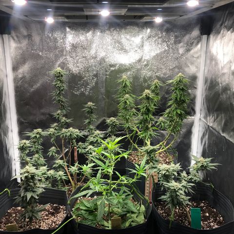 Jack Herer Master growlog photo: Crescendo