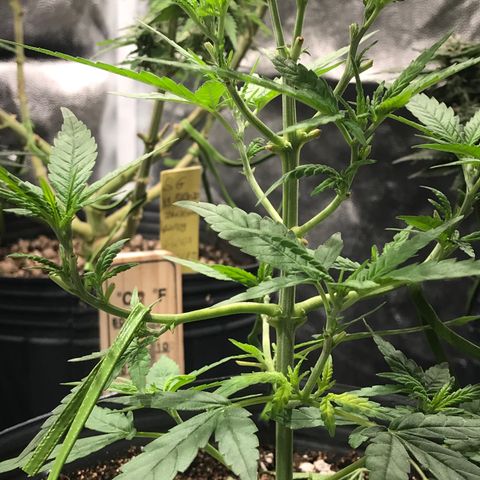AK-47 Auto growlog photo: 12 ramas, rumo a 12 top buds.