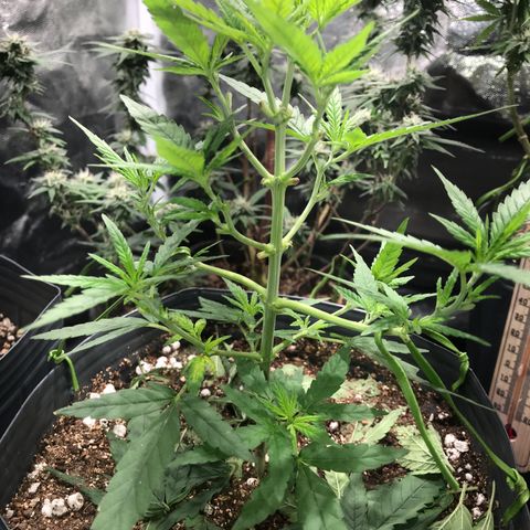 AK-47 Auto growlog photo: 12 ramas, rumo a 12 top buds.