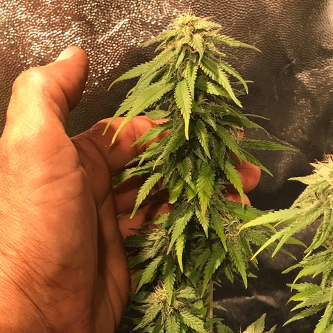 AK-47 Auto growlog photo: Foto comparação bud x mão 01