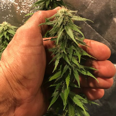 AK-47 Auto growlog photo: Foto comparação bud x mão 02