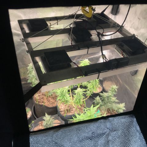 Jack Herer Master growlog photo: Floração a todo vapor!