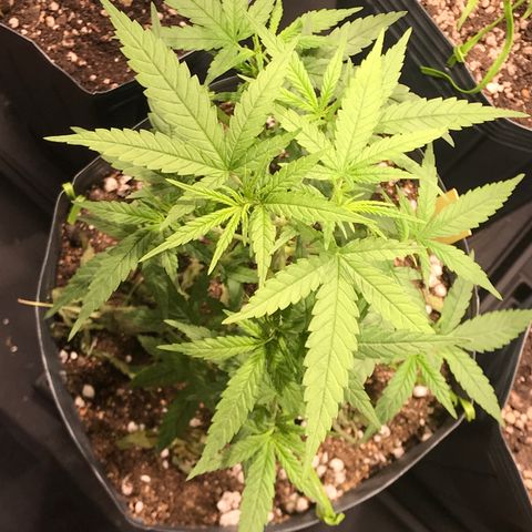 Jack Herer Master growlog photo: Pós poda