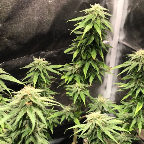 AK-47 Auto growlog photo: Floração resinando a todo vapor! 