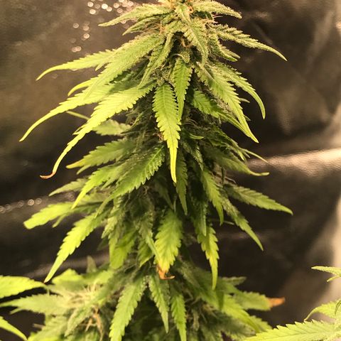 AK-47 Auto growlog photo: Floração resinando a todo vapor! 
