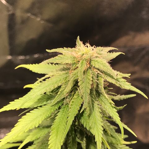AK-47 Auto growlog photo: Floração resinando a todo vapor! 
