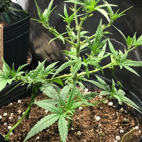 Jack Herer Master growlog photo: Pós poda