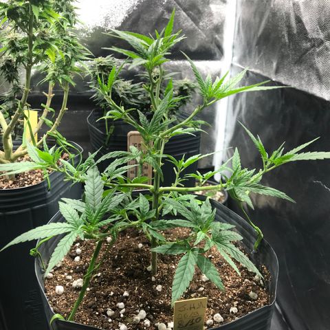 Jack Herer Master growlog photo: Pós poda