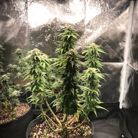 AK-47 Auto growlog photo: Resinando muito, buds não engordam 