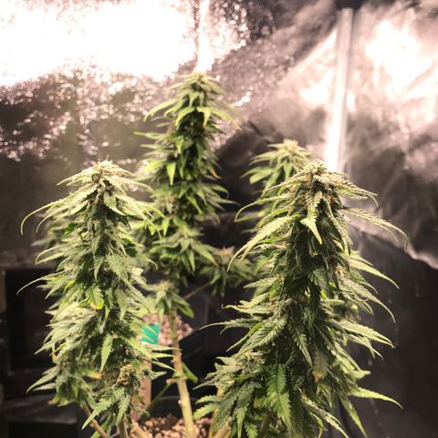 AK-47 Auto growlog photo: Resinando muito, buds não engordam 