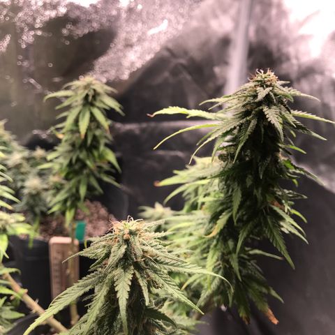 AK-47 Auto growlog photo: Resinando muito, buds não engordam 