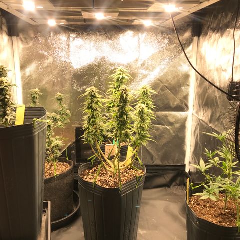 AK-47 Auto growlog photo: Resinando muito, buds não engordam 