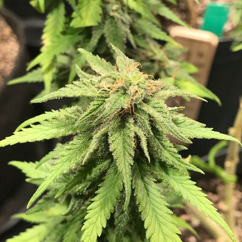 AK-47 Auto growlog photo: Resinando muito, buds não engordam 