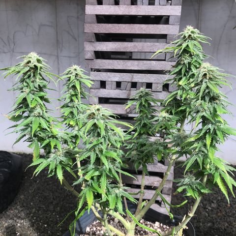 AK-47 Auto growlog photo: Floração ok
