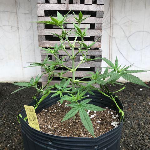 Jack Herer Master growlog photo: Pós poda ok, zero pistilos 