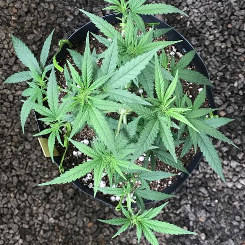 Jack Herer Master growlog photo: Poda básica dos 5 dias, floração a caminho! 