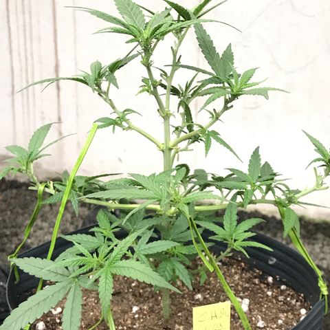 Jack Herer Master growlog photo: Poda básica dos 5 dias, floração a caminho! 