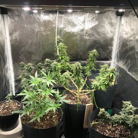 Jack Herer Master growlog timeline photo