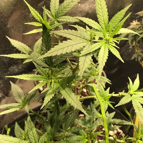 Jack Herer Master growlog photo: Força pós poda!