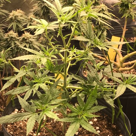 Jack Herer Master growlog photo: Força pós poda!