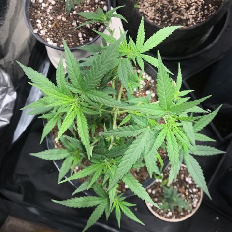 Jack Herer Master growlog photo: Força pós poda!