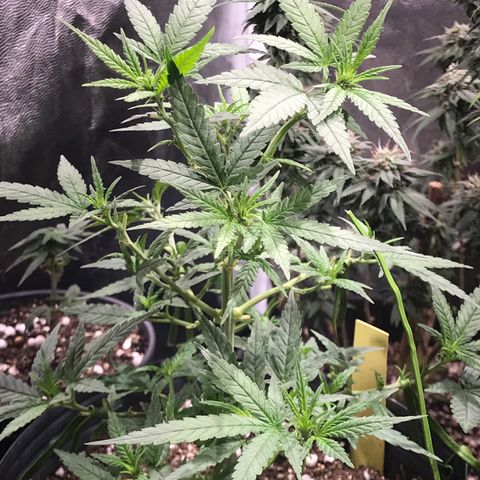 Jack Herer Master growlog photo: Força pós poda!
